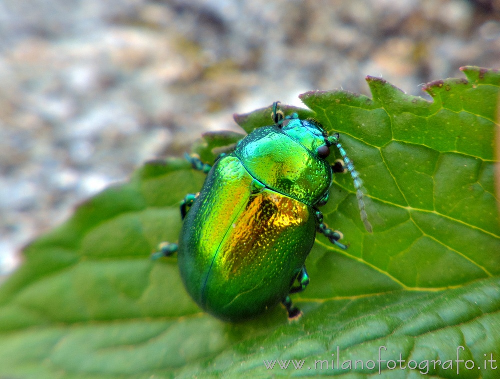 Campiglia Cervo (Biella) - Chrysolina herbacea